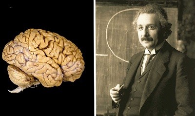 cerebroeinstein cerebroeinstein