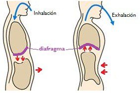 respiración diafragmática respiración diafragmática