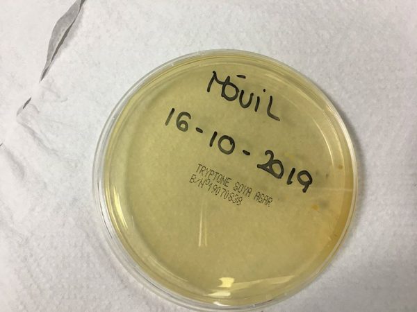 Placa petri con agar agar rotulada