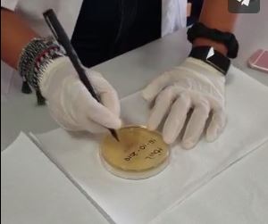 rotulacion placa petri en cultivo de microorganismos